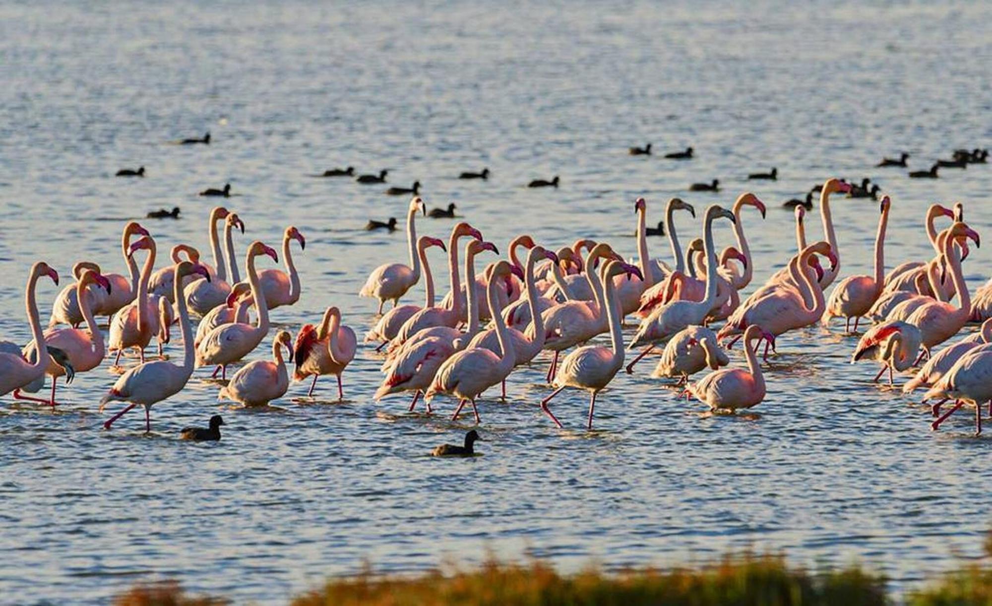 Quet - Casa Rural Con Piscina Privada En El Delta Del Ebro - Deltavacaciones Deltebre Exteriör bild